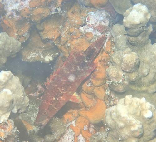 Oxycheilinus celebicus observed 2024-10-30