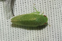 Rugosana
