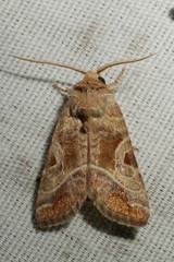 Hexorthodes accurata