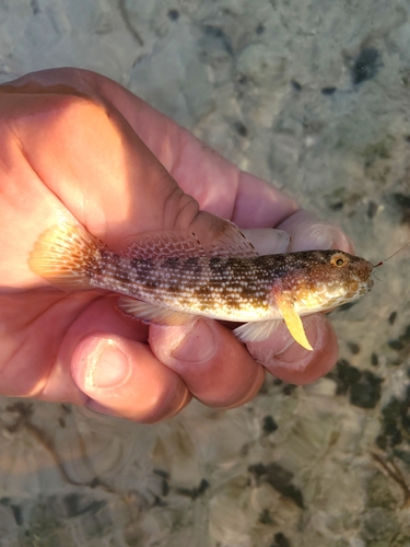 Notchtongue goby (Bathygobius curacao) — Gobiidae — 3