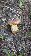 Butyriboletus primiregius