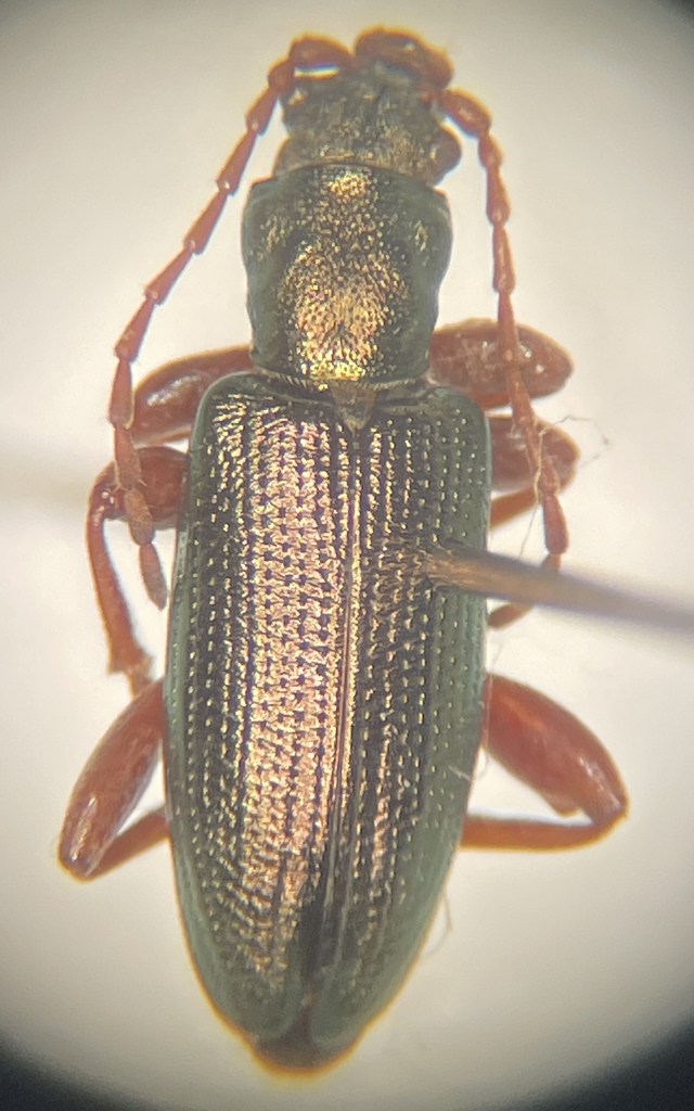 Plateumaris weisei