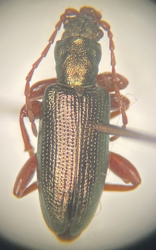 Plateumaris weisei