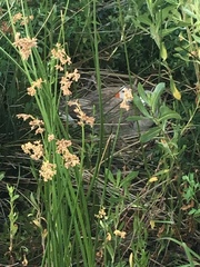 Anser anser domesticus