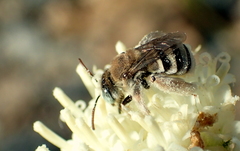 Anthophorula