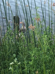 Anser anser domesticus