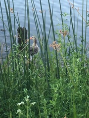 Anser anser domesticus