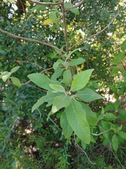 Solanum erianthum