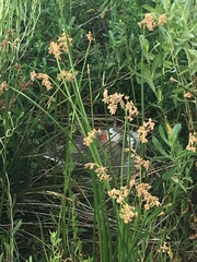 Anser anser domesticus