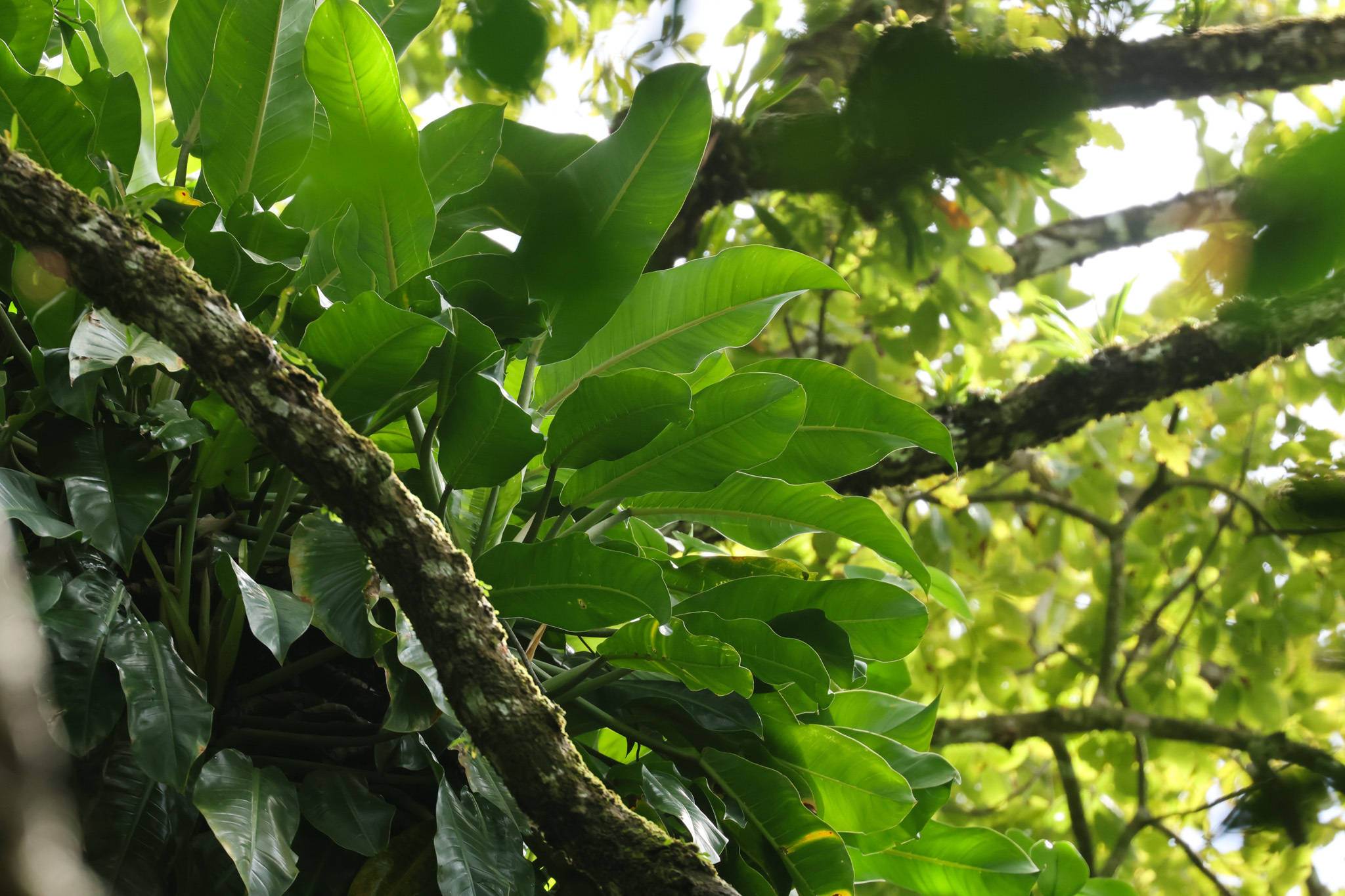 Philodendron pseudauriculatum