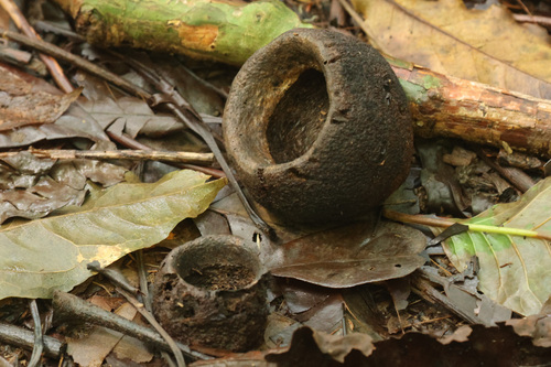Lecythis mesophylla S.A.Mori 3