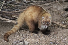 White-Nosed Coati photo 1