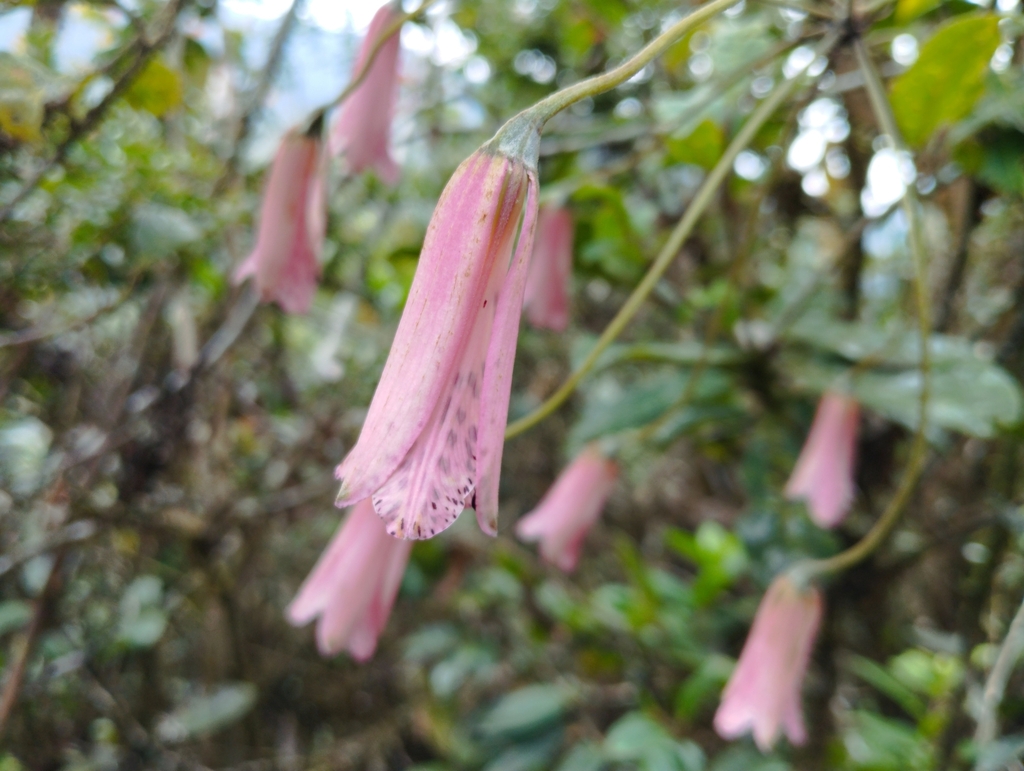 Bomarea longipes