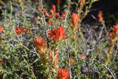 Castilleja applegatei pinetorum