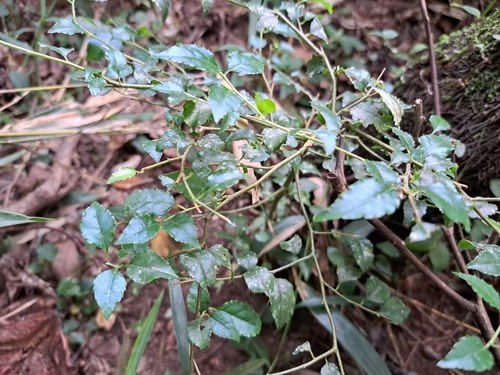 Image of Ilex asprella by (c) vrxz, some rights reserved (CC BY-SA)