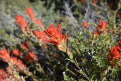 Castilleja applegatei pinetorum