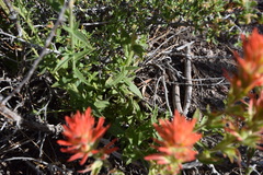 Castilleja applegatei pinetorum