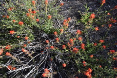 Castilleja applegatei pinetorum
