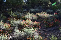 Castilleja applegatei pinetorum