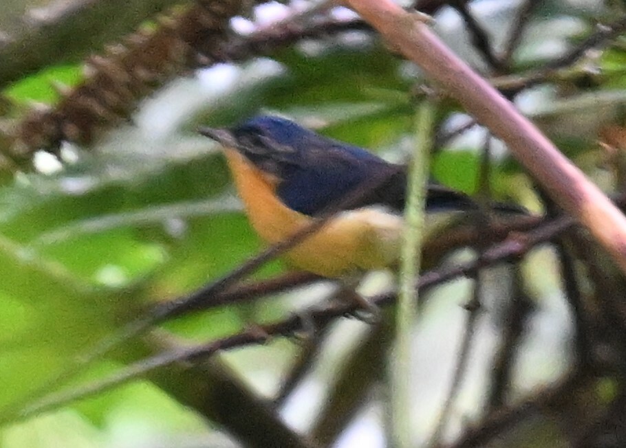 Pygmy Flycatcher