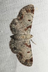 Eupithecia helena