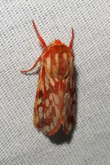 Lophocampa roseata