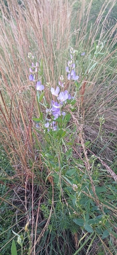 Image of Lathyrus pubescens by (c) Agustina Medina, some rights reserved (CC BY)