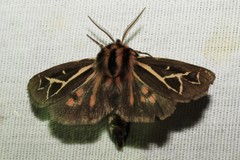 Apantesis williamsii