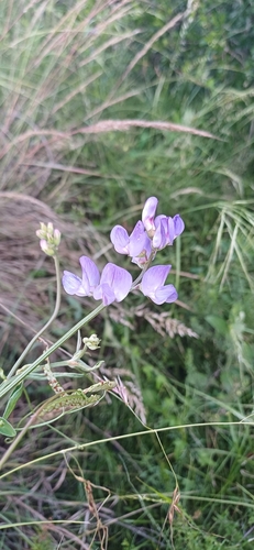 Image of Lathyrus pubescens by (c) Agustina Medina, some rights reserved (CC BY)