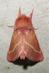 Hyparpax venus