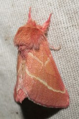 Hyparpax venus