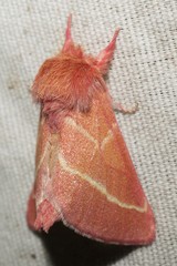 Hyparpax venus