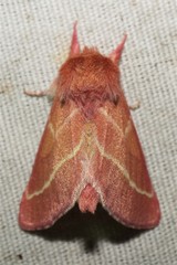 Hyparpax venus
