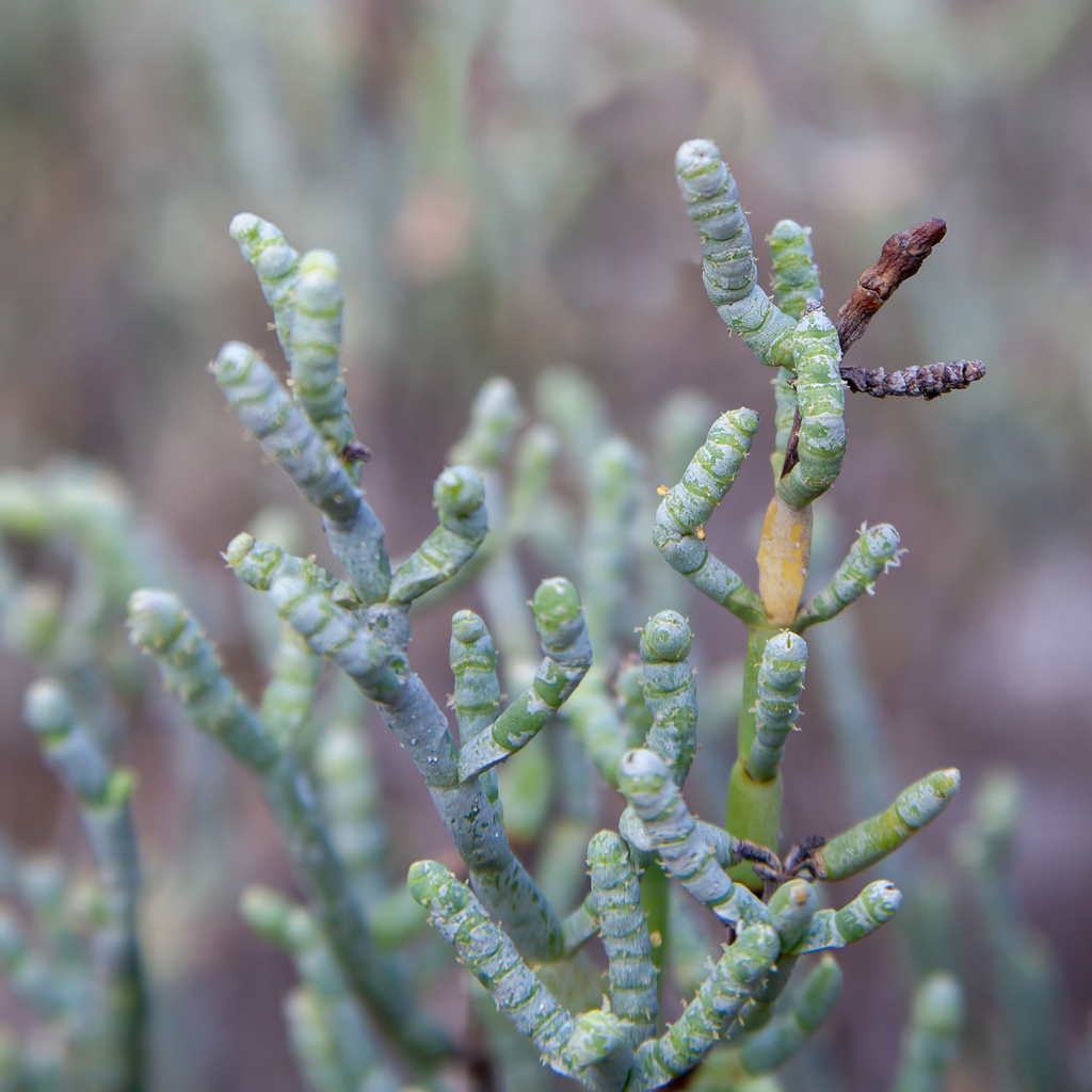 Salicornia bigelovii; photograph (c) Dan Vickers, some rights reserved (CC BY)