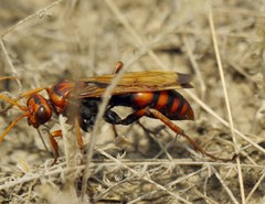 Cryptocheilus rubellus