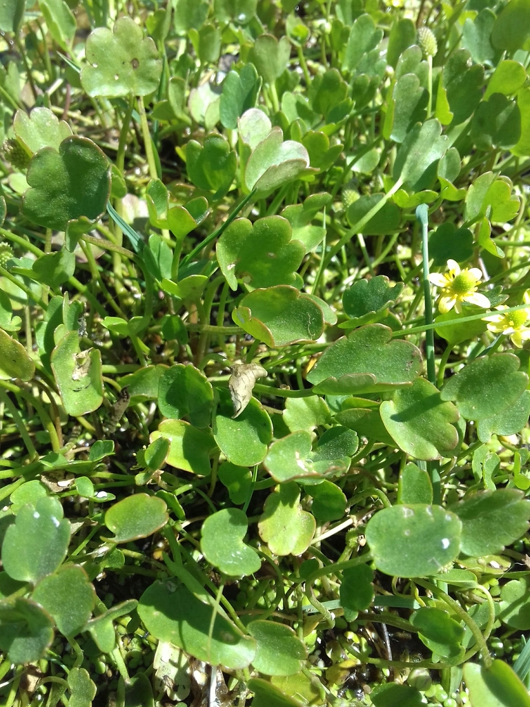 Halerpestes sarmentosa