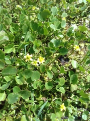 Halerpestes sarmentosa