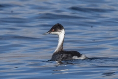 Junin Grebe photo 3