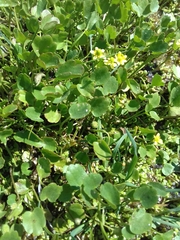 Halerpestes sarmentosa