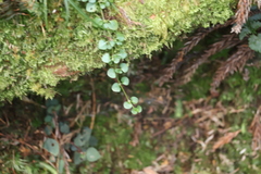 (c) 張家瑜, some rights reserved (CC BY) Nertera nigricarpa, photograph (c) 張家瑜, some rights reserved (CC BY)