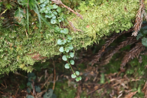 Nertera nigricarpa, photograph 6
