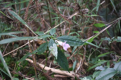 Image of Impatiens uniflora by (c) 張家瑜, some rights reserved (CC BY)