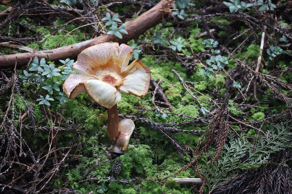 Tricholomopsis rutilans · November 2024 · photo: © joycjy (iNaturalist, CC)