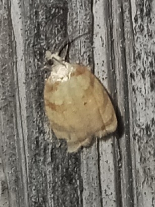 Red-edged Acleris Moth photo 4