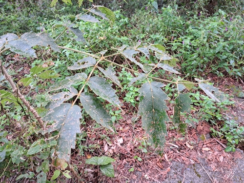 Image of Aralia decaisneana by (c) vrxz, some rights reserved (CC BY-SA)