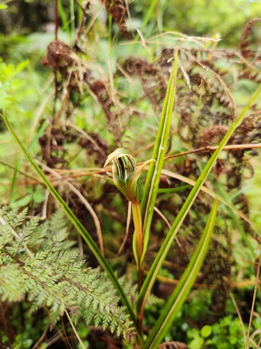 Image of Pterostylis irsoniana by (c) Archie, some rights reserved (CC BY)