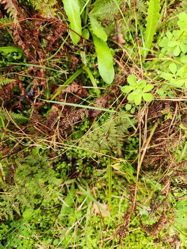 Image of Pterostylis irsoniana by (c) Archie, some rights reserved (CC BY)