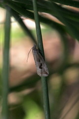 Endothenia quadrimaculana