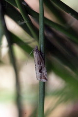 Endothenia quadrimaculana