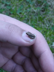 Pseudacris regilla